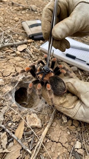 Tarantula POV: Revealing Underground Reality by Tiny Camera Installed #shorts #tarantula