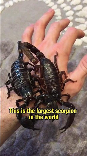 Indian Forest Scorpion - The Largest Scorpion in the World