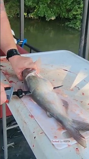 Cordless Power for Catfish Cleaning | Rapala R12 Heavy-Duty Fillet Knife Review