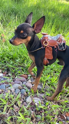 Mi amigo el tordillo - Joropo con Caballos de Paso Fino