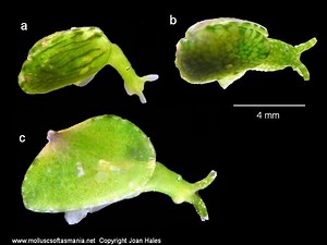 Juliidae - Alchetron, The Free Social Encyclopedia