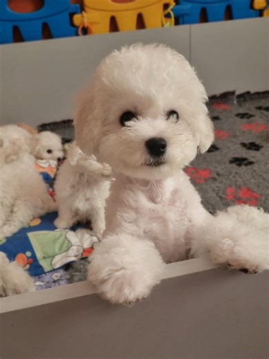Meet Naomi: Adorable Bichon Frise Puppy at 11 Weeks