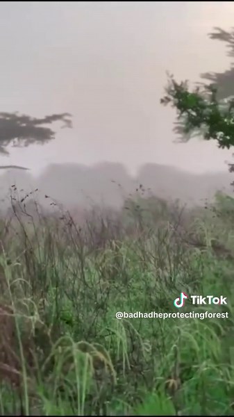 Explore the Breathtaking Badamadow Forest in Jubaland