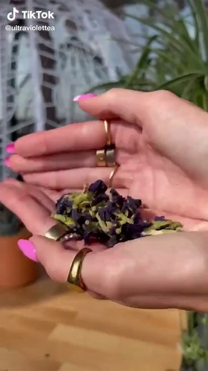 UltravioletTea on TikTok