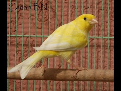 male canari malinois en chant