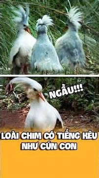 Loài Chim Thú Vị Nhưng Ít Người Biết Tới - Chiến Thần Đi Bộ Chim Kagu.