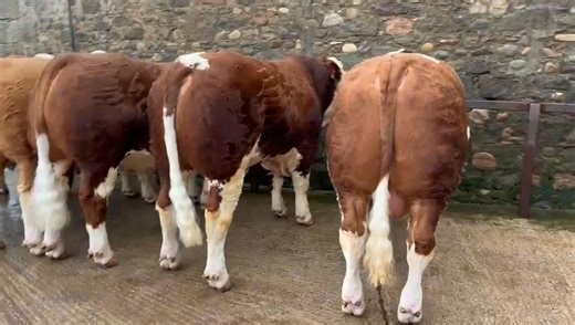 🔺⭐️CORSKIE SIMMENTAL BULLS AT STIRLING SALE, MONDAY 20TH OCTOBER!🔺⭐️ 👌The Simmental bulls are now at United Auctions, Stirling, and already for showing tomorrow, before the sale itself on Monday 20th October. 🐂Tonight we’re highlighting a video snapshot of six top bulls from the noted Corskie herd of Mr WJ&J Green, Corskie, Garmouth, Fochabers. 👉Shown in the video, from left to right, they are: 💥Lot 302 Corskie Roseisle https://i4.abri.au/online/cgi-bin/i4.dll?1=3E373E37&2=2934&3=56&5=2B3C