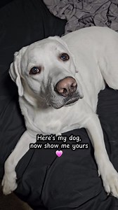 Let's see them 💗 #retriever #labradorretriever #labrador #englishlab | Roman the English Lab