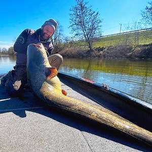 724K views · 16K reactions | Spin fishing big Catfish with a beautiful yellow livery | CatFish World by Yuri Grisendi | Facebook