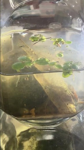 【ゾウリムシ増やす方法】ゾウリムシを種水無しでイチから培養する方法です#ゾウリムシ