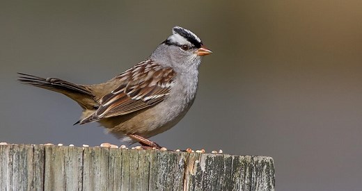 White-crowned Sparrow Photos and Videos for, All About Birds, Cornell Lab of Ornithology