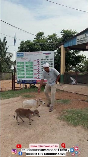 🐄 Heartwarming Bond Between Man & Nadipathy Cows | Nadipathy Goshala #hindi #cow#viral #farm #reels