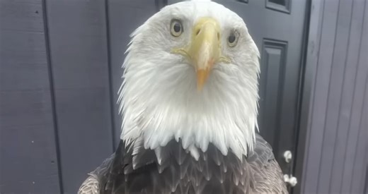 Bald Eagle Trained To Fly Over Stadiums Now Enjoying His Retirement