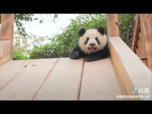 Watch cute giant pandas have fun sliding down a slide!