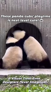 Super cute panda cubs! Their play makes mind - blowing scenes. Netizens are smitten and joke about having them 'guard the door'. Catch their cutest moments! #Panda #China | Embassy of The People's Republic of China in the United States