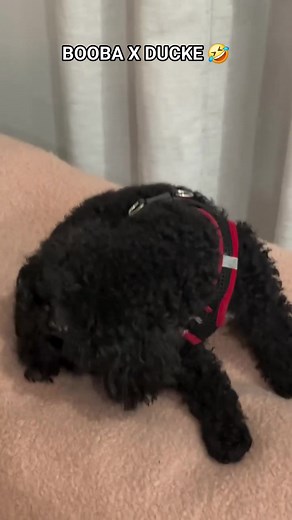 27K views · 394 reactions | #booba x #ducke 藍 | Chris Schindler | Facebook