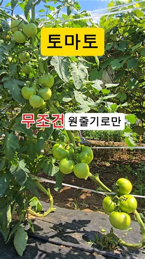 How to grow large tomatoes #tomato #tomatocultivation #growingtomatoes