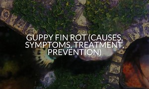 Guppy Fin Rot: How To Treat It & Why It Happens