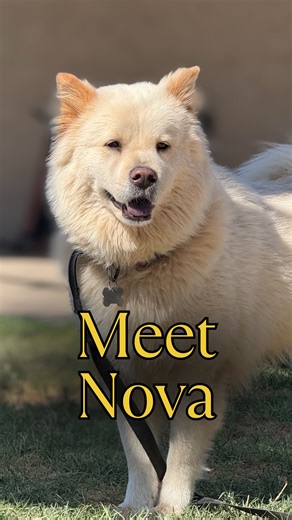 Is that a dog or a polar bear? 🐻‍❄️ Meet Nova! This stunning Chow Chow / Samoyed mix is looking for her forever adventure buddy. She is a “Loyal Teddy Bear” who thrives on fun—whether that’s splashing in the pool, patrolling the yard, or taking a trip to Home Depot. And yes, you read the video right: She enjoys being vacuumed to help with the shedding! 🤣 Nova’s Ideal Home: ✅ Secure Yard: She needs a 6ft fence (she’s smart!). ✅ Diet: She has a chicken allergy, so beef-based food is best! ✅ Fami