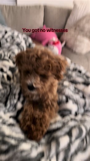 The Importance of Witnesses in Legal Conflicts