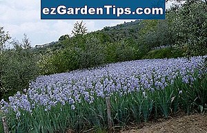 Come conservare i rizomi di iris 🌱 Consigli Giardinieri - It.ezGardenTips.com