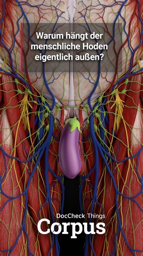 Ein kühles Organ: Der Hoden