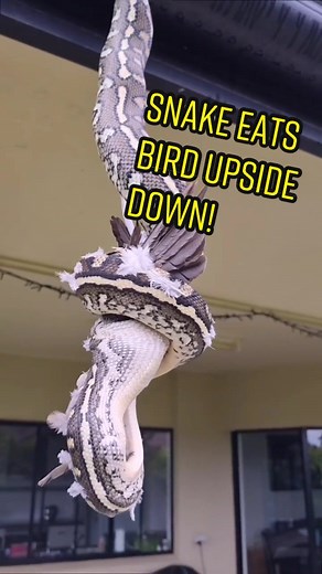 Python Eating Bird Upside Down - Wildlife Rescue in Australia
