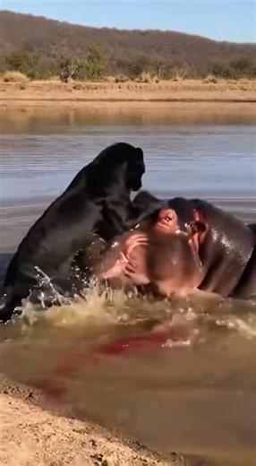 Puma Attacks a Hippo?! 😳 #viral #animals
