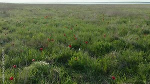 Flying over the spring steppe with tulips in bloom. Wild tulips blooming in the steppe. Spring on the wild lands. Natural field of red tulips. naturally grown tulips