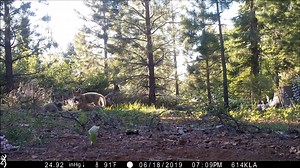 Gray wolf population rebounds in California