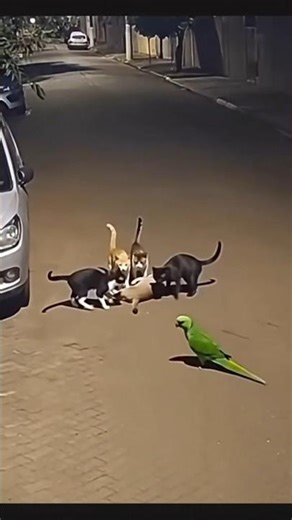 TRY NOT TO LAUGH: Parrot's Perfect Timing Ruins Cat Fight