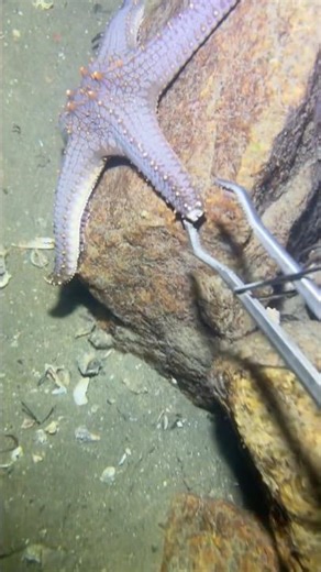 Catching starfish, crab, shrimp and sea shells #sea #catching #catchingfish