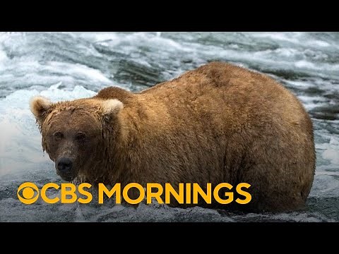 "Grazer" claims victory in Alaska's fat bear contest after dramatic showdown