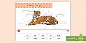 Parts of a Tiger Labelling Activity