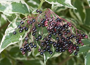 Les baies comestibles : découvrez les arbustes à cultiver chez vous !