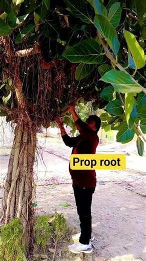 Prop root #proproot