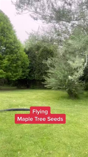 Flying Maple Tree Seeds: Nature's Helicopter Marvel