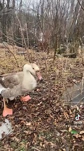 Good morning everyone except Brad | Useless Farm