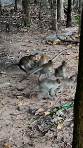 #MonkeyResearch #PrimateScience #WildlifeStudies #AnimalBehavior #Primatology #ConservationScience #MonkeyBehavior #WildlifeResearch #EndangeredSpecies #PrimateConservation #AnimalEcology #ResearchOnMonkeys #WildlifeBiology #AnimalCognition #FieldResearch | Rojo