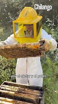 Apicultura en la CDMX: cómo es criar abejas