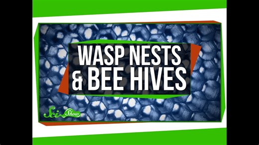 Wasp nests and bee hives