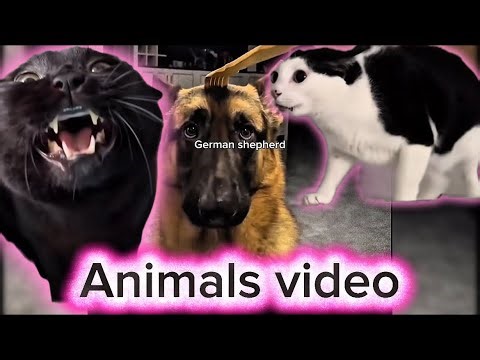 Funniest Cats & Dogs 😂 | Try Not To Laugh Challenge