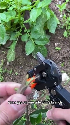 Innovative Seedling Grafting Technique