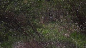 Marines navigate their way through Week 4 of IMC U.S. Marines with Alpha Company, Infantry Training Battalion, School of Infantry - West, participate in land navigation training as part of Week 4 of the Infantry Marine Course on Marine Corps Base Camp Pendleton, California, Feb. 15-19th, 2021. IMC is a 14-week pilot course designed to create better trained and more lethal entry-level infantry Marines prepared for near-peer conflicts. The course uses a redesigned learning model for students inten