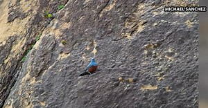 Rare sighting of Blue Rock Thrush on Oregon Coast - KOBI-TV NBC5 / KOTI-TV NBC2