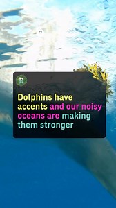 🐬 Dolphins are known for being incredibly intelligent and charming. To communicate with each other they talk by whistling. But apparently the whistle sounds they use vary around the world and that made us curious, what causes these differences in dolphin accents? 😚 Dolphin whistles are high pitched and last up to 4 seconds, many of them are too high for humans to hear but dolphins use them to communicate and coordinate. 🎤 A team of Italian scientists recently studied the whistles made by two 