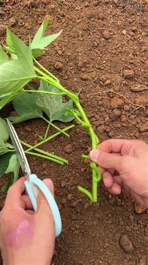 🌱✂️ Manual Vine Cutting and Propagating Preparation #shorts