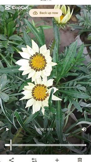 Close Up of African Daisy Flower Blooming