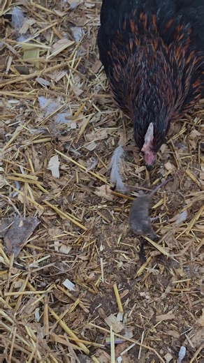 Always make sure to have your exterminators near by when doing coop cleanouts 🐀0️⃣🐓1️⃣ #hen #2026Goals #2026challenge #mousetrap #coopcleanout | Carter's Critters & Creations