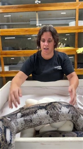 Another success hatch 🥚 This mama gave me no trouble! 🙌 She’s great!😁